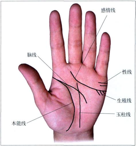 掌心有方格紋